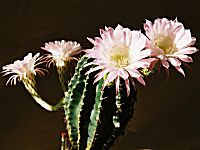 Echinopsis mit vier Bl�ten